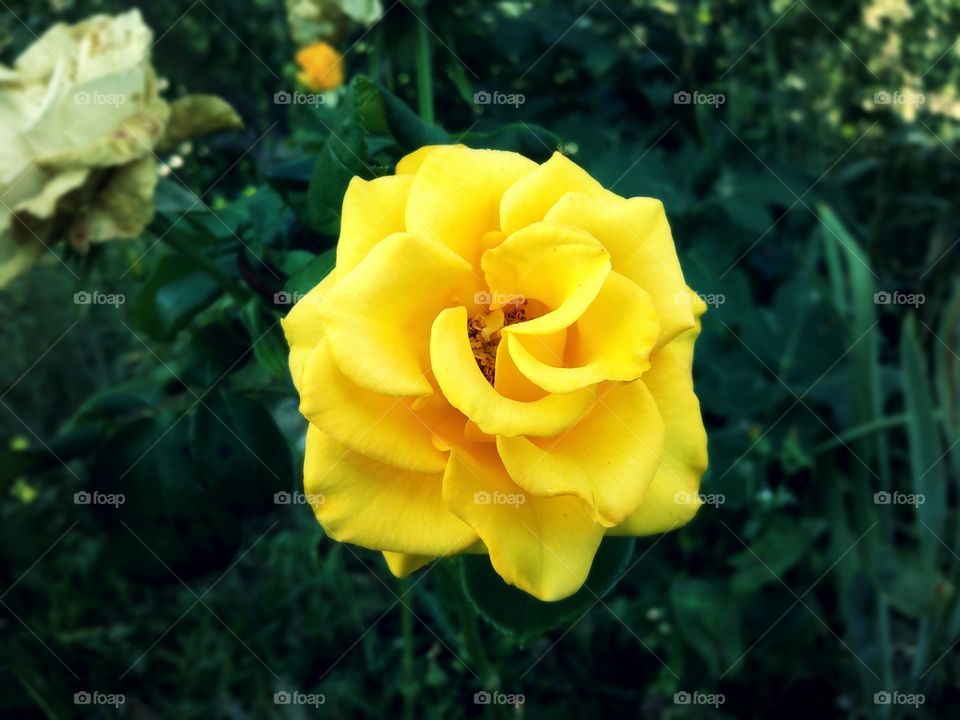 yellow rose