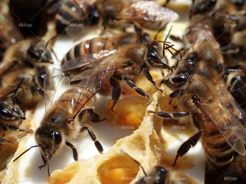 Honey bees working on building beeswax inside their beehive