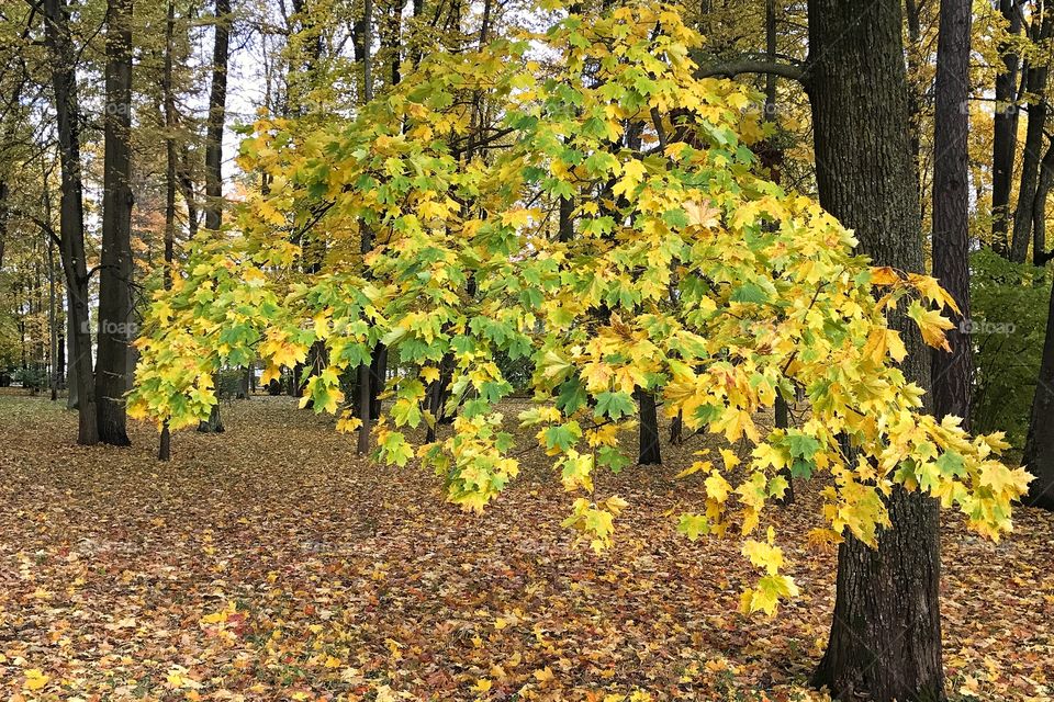 autumn bright maple in the park