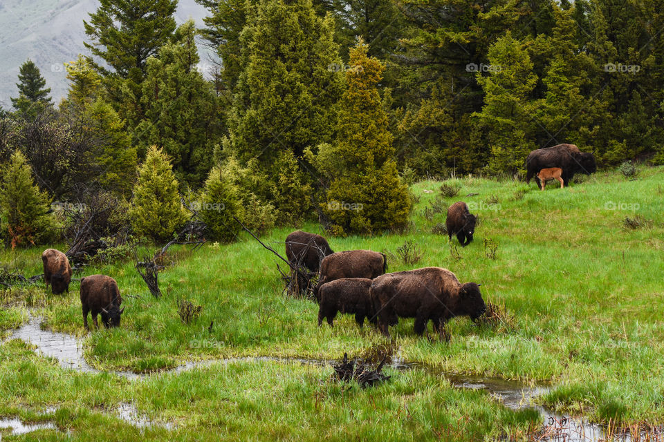 a small heard of buffalo in Wyoming