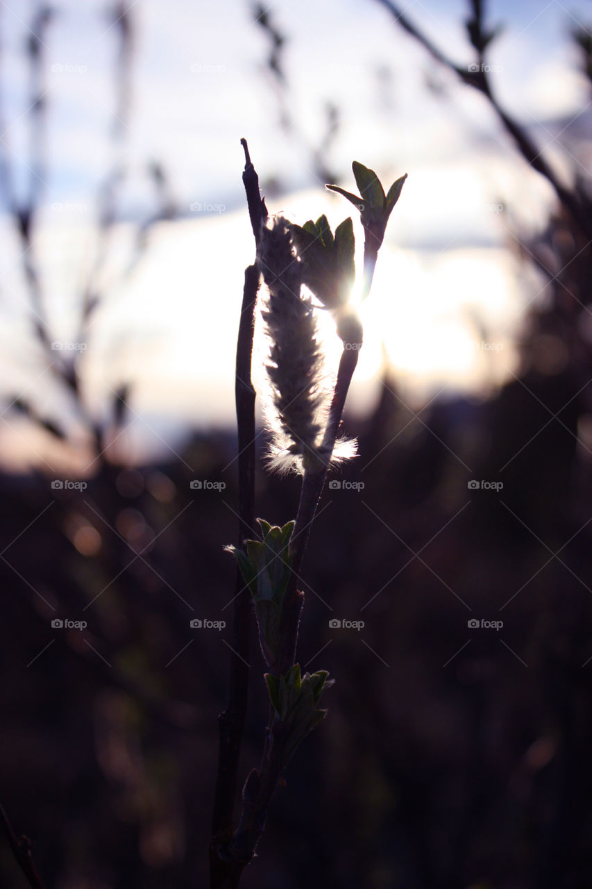 Evening sun behind a Willow bud in Denali National Park.
