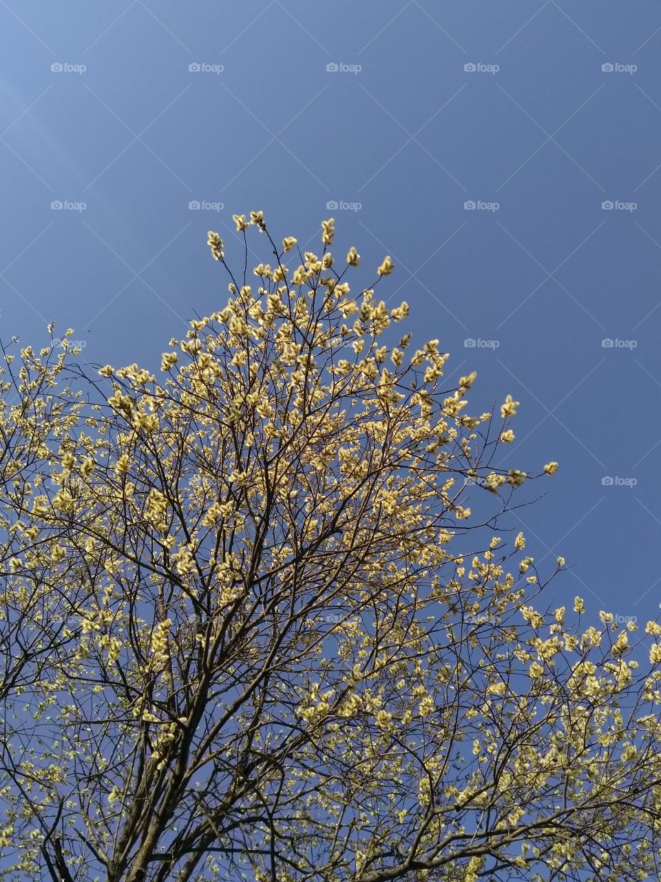 spring blooming tree yellow seals blue sky background