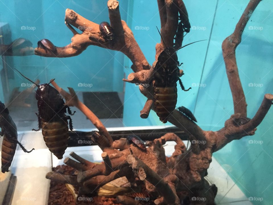 Cockroaches, S’pore Zoo