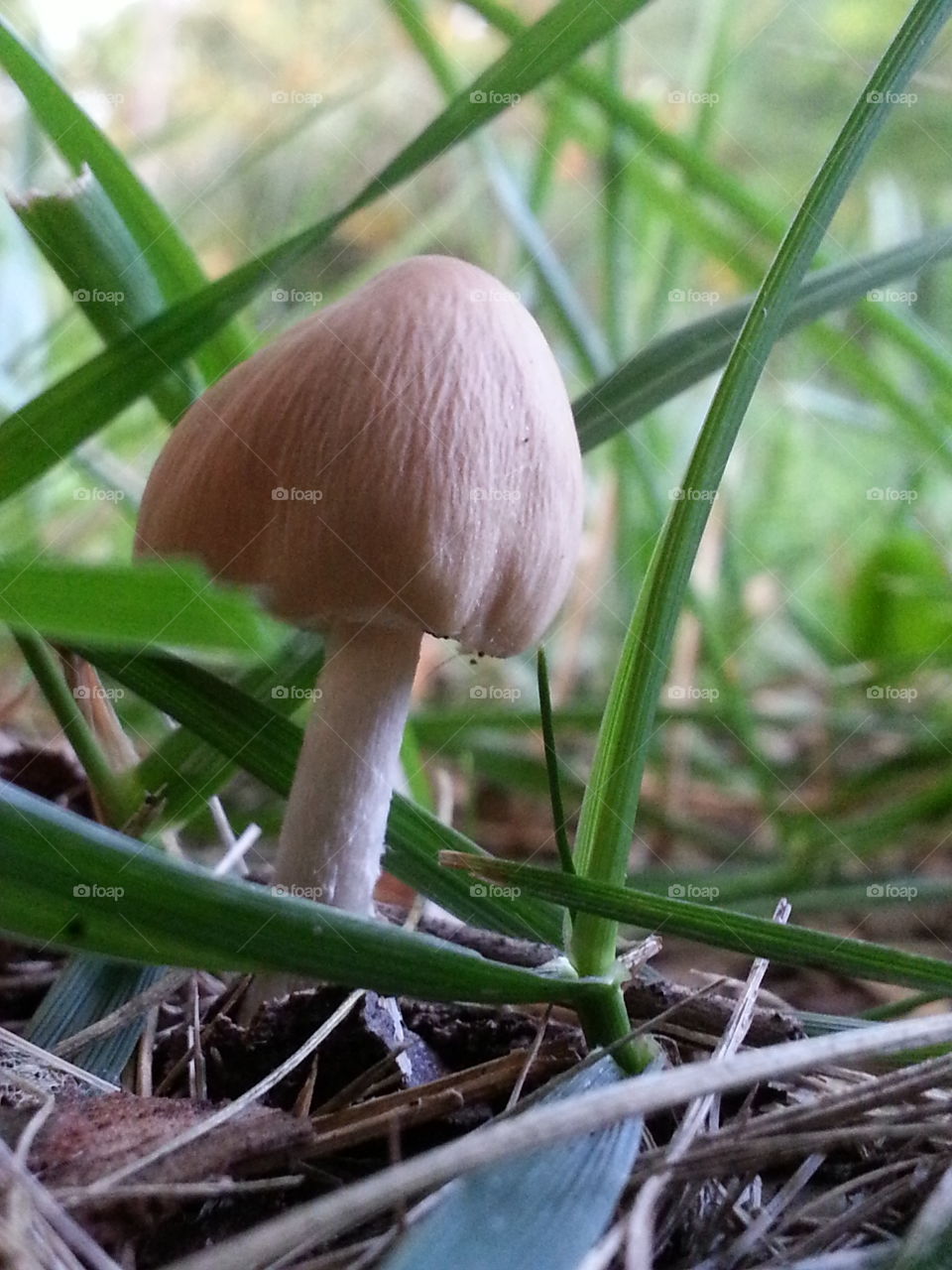Mushroom