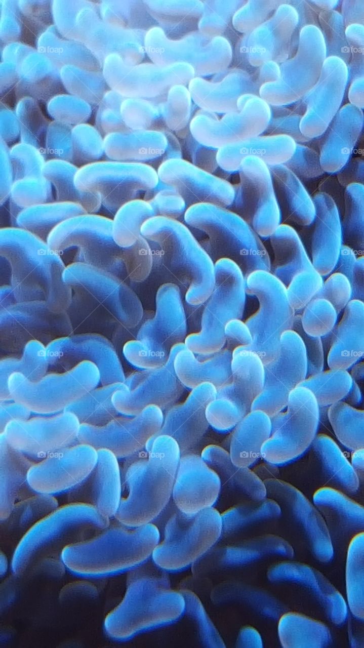 Cool Blue Coral
