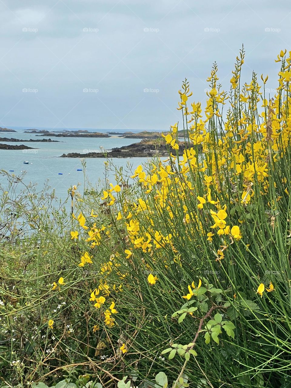 flowers in Chausey islands