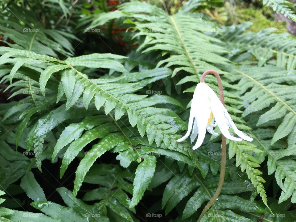 Rising up the fern