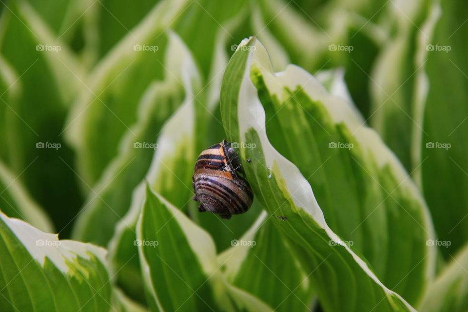 snail on a leaf