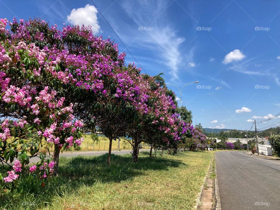 A paisagem bonita da estrada florida. 
Que beleza essas #quaresmeiras!
📸
#FOTOGRAFIAéNOSSOhobby
#sky #céu #natureza #flowers #fotografia #paisagem #landscapes #inspiração #mobgrafia #XôStress 