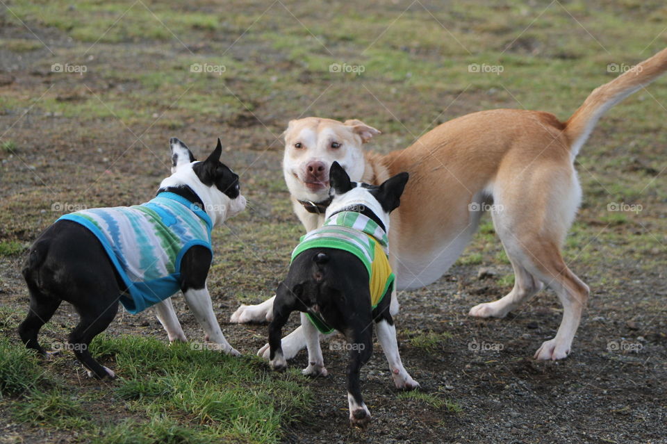 It was dog park time today and it was very busy!  The friendly young gold dog was bouncing around my Bostons just wanting some fun but my dogs were feeling a little territorial even when the pup was obviously indicating he wanted to play! Lol!