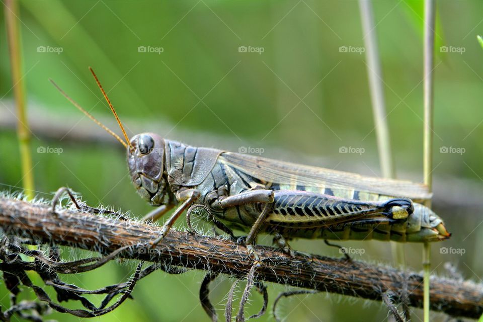 Grasshopper or Locust on a Weed