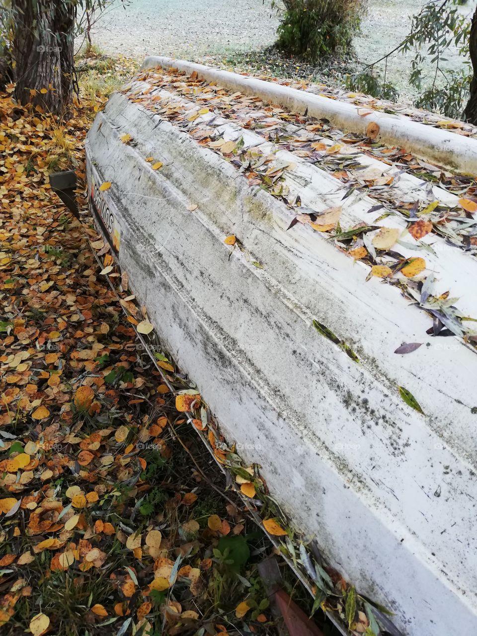 A white old boat upside down on its holder in autumn. Dry fallen leaves of the birch and the willow trees on the dirty bottom, the edge and the ground.