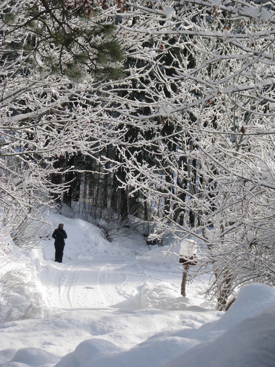 Trees covered by snow in forest during winter