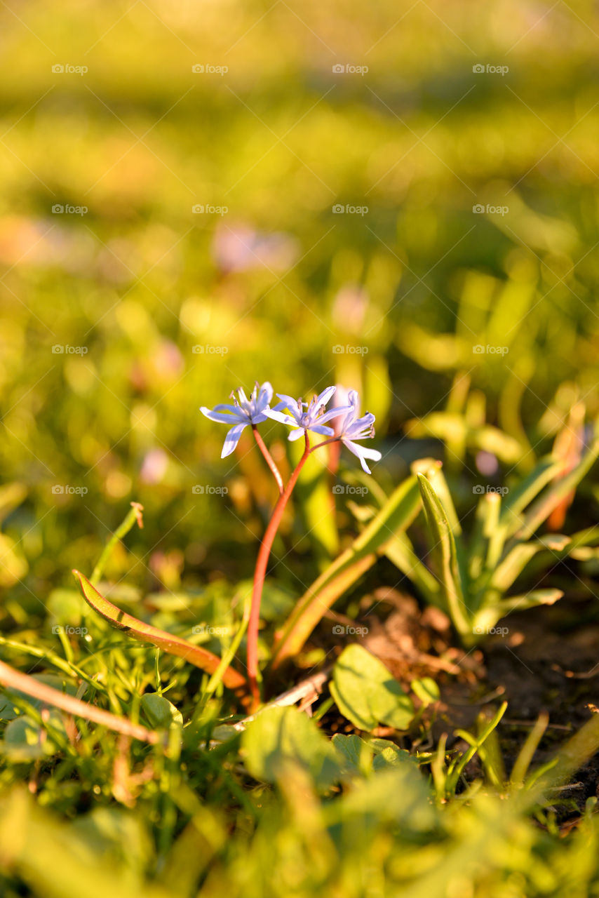 Nature, Grass, Flower, Garden, Field