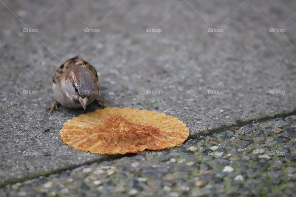 Sparrow eating the crumbles left on muffin paper liner tossed on the curb