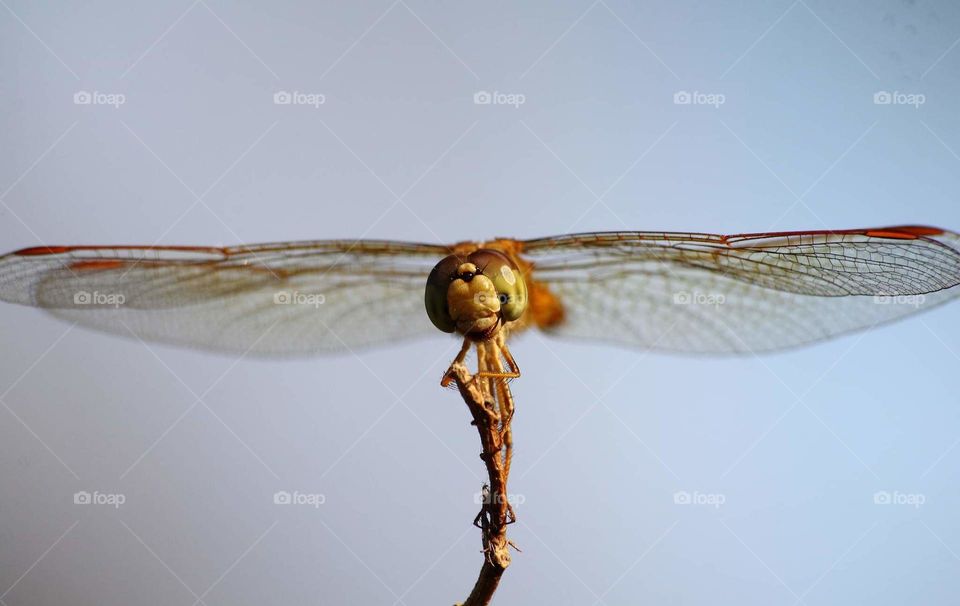 Perching on & spresding the wings well . Female of scarlet skimmer spreading well the wings at the top of cutting result bush. The dragonfly's so free and wild, acitvely playing , patrol as time's going on teritorrial of .