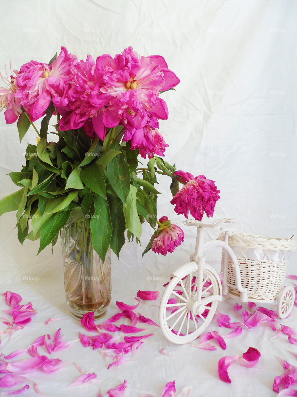 pink bouquet of withered pion flowers and decorative bicycle on white background