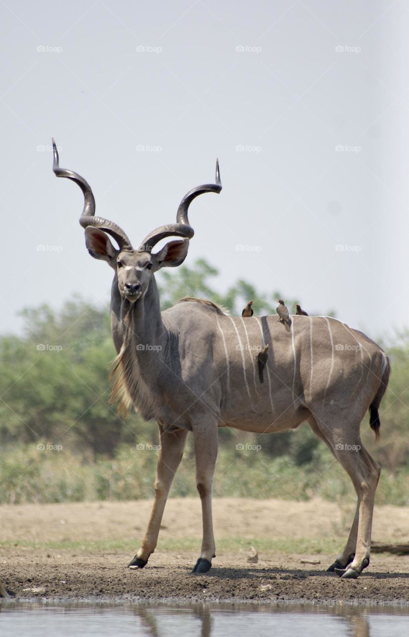 A kudu covered in ox peckers 