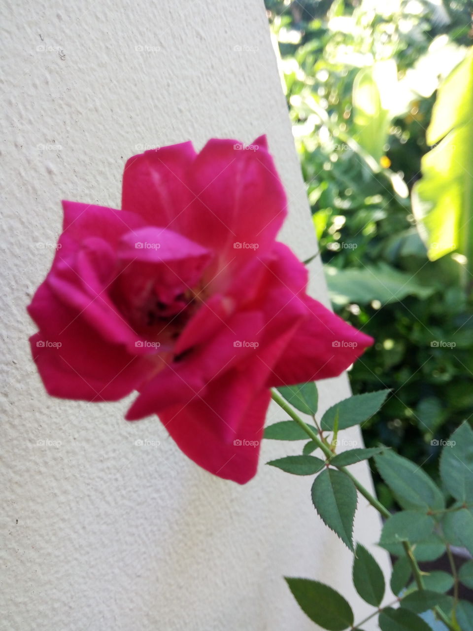 red rose