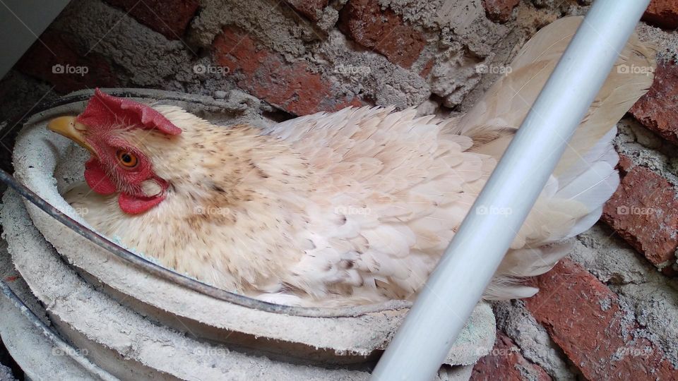 Chickens are brooding in an old bucket beside the house