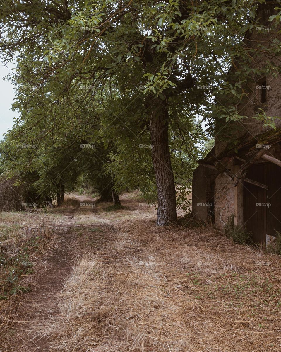 A rural trail along trees and an old barn