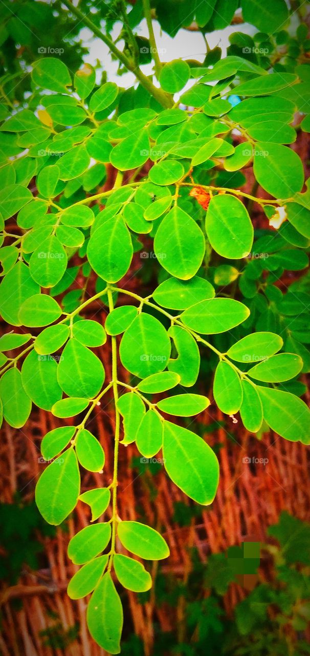 green leafs
natural tree