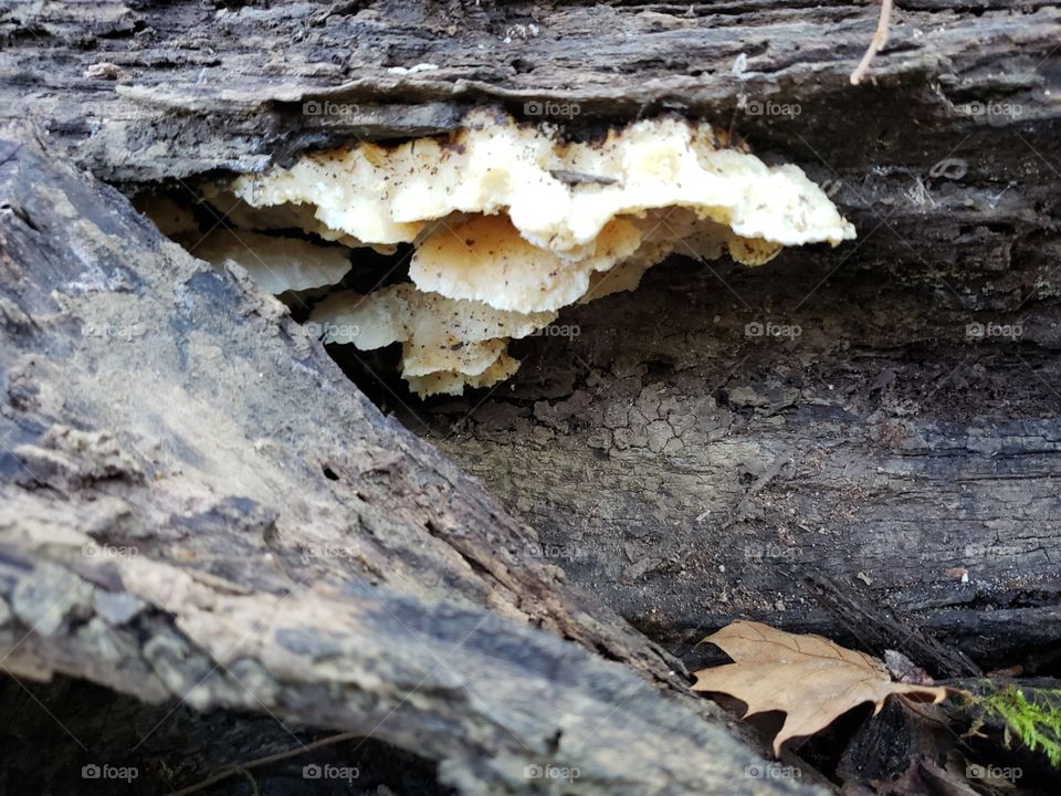 fungus