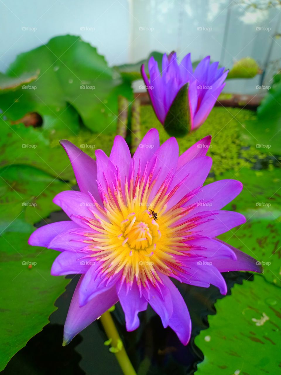 lotus violet