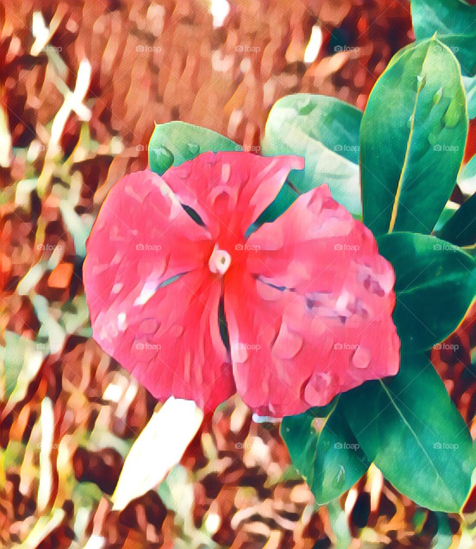 Um clique nas #flores via #Prisma App!
💐 🎨 
#flowers
#jardinagem