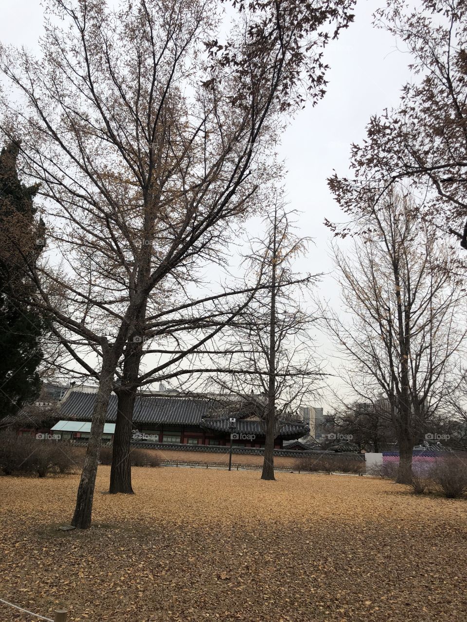 Autumn in Korea. The picture was taken in 2018