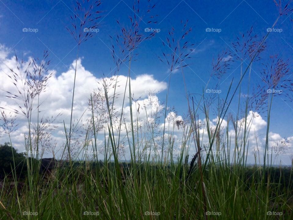 Plants and sky 