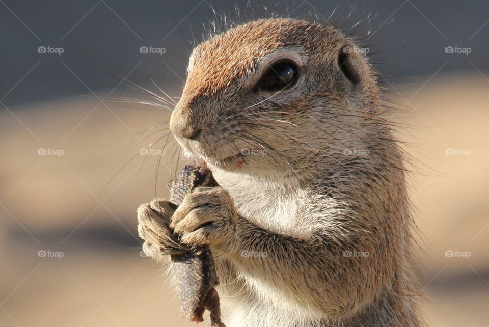 Carnivorous squirrel