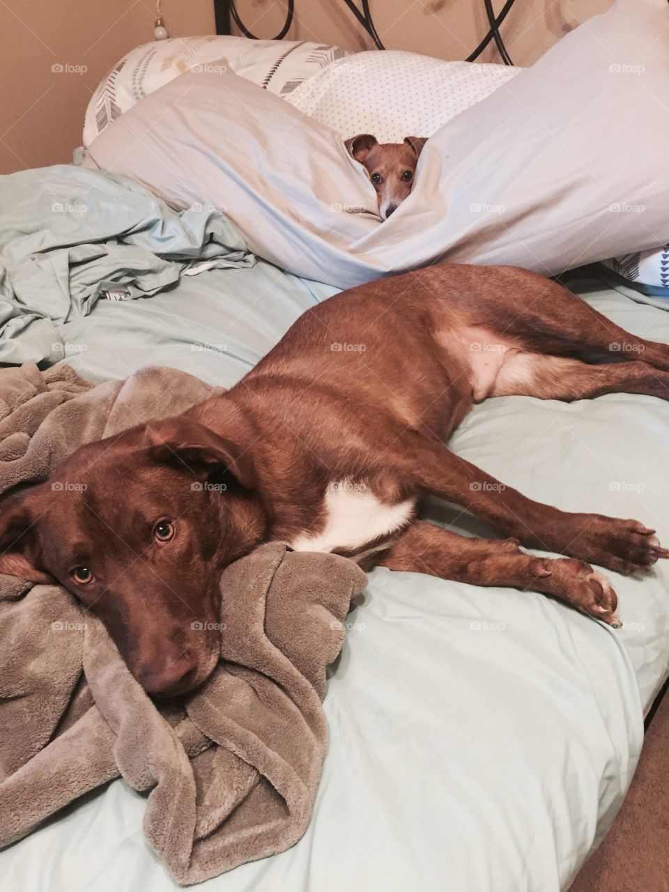 Sleepy Dogs. My dogs decided that it was nap time, and nap time is serious in our house. 