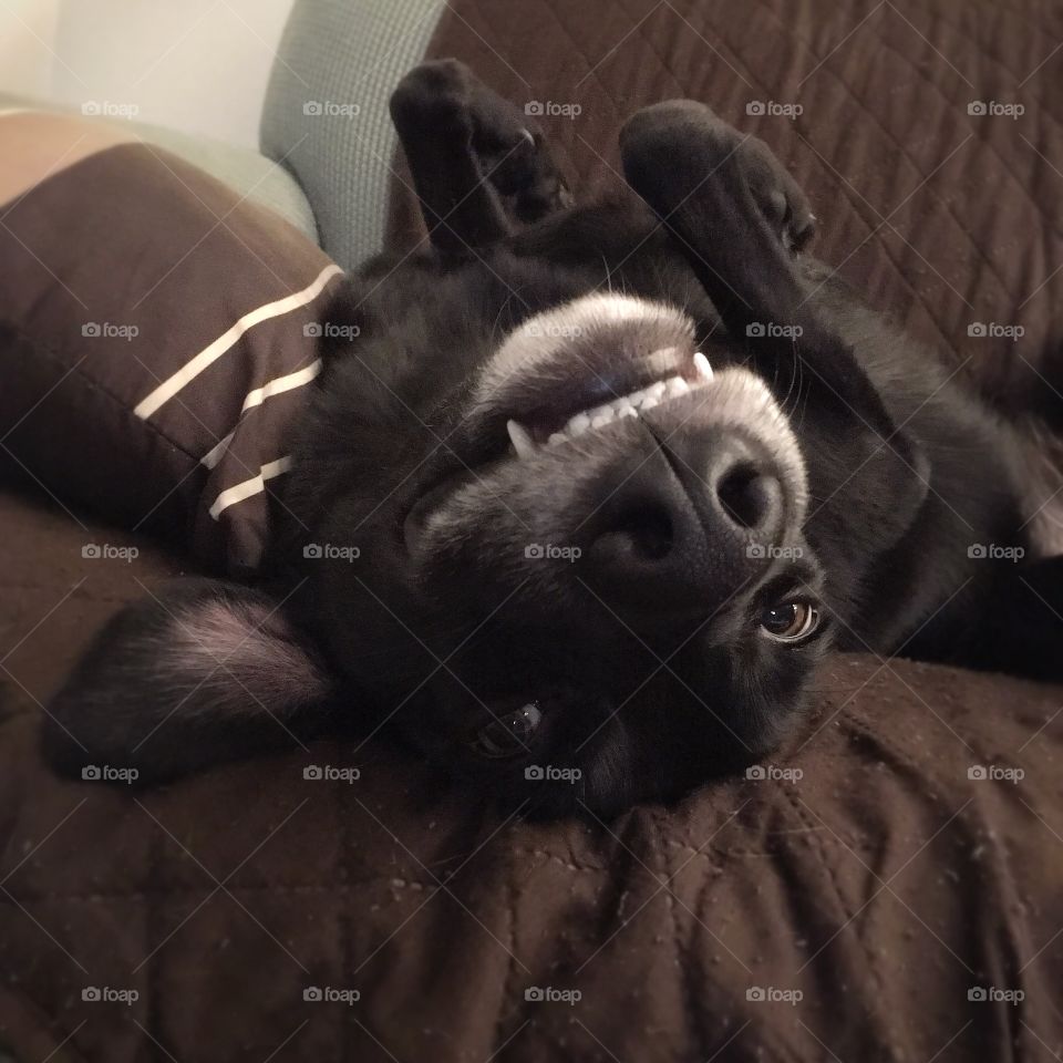 Upside Down Smiling Black Labrador Dog