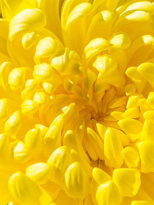 Yellow 💛✨☀️😍🥰📸