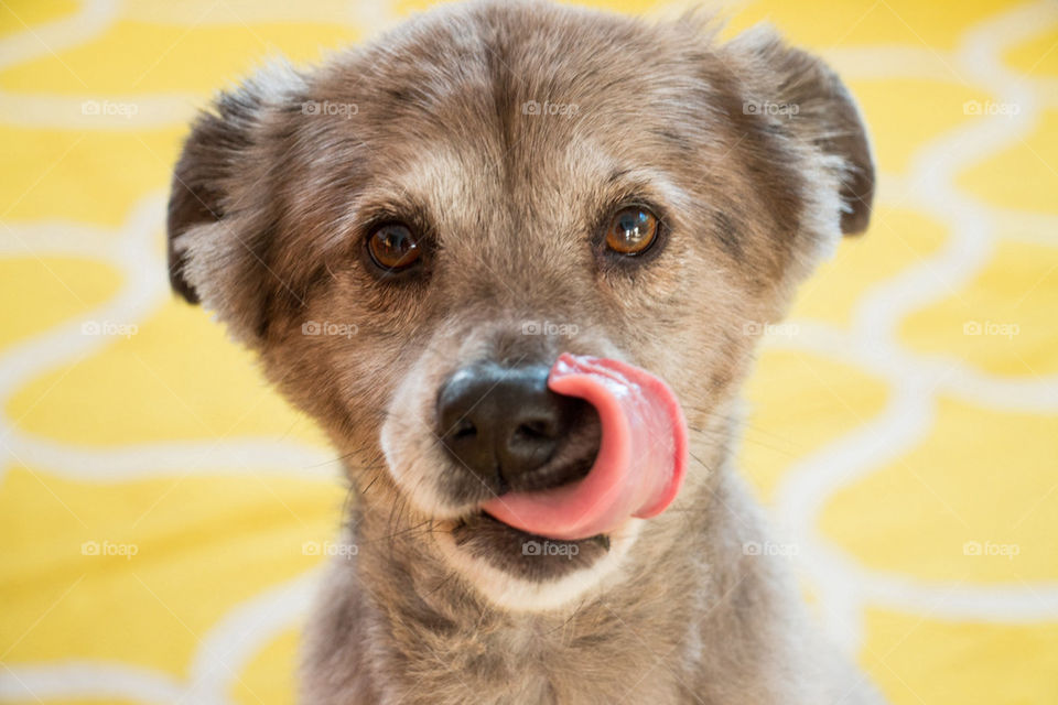 Portrait of a dog licking lips