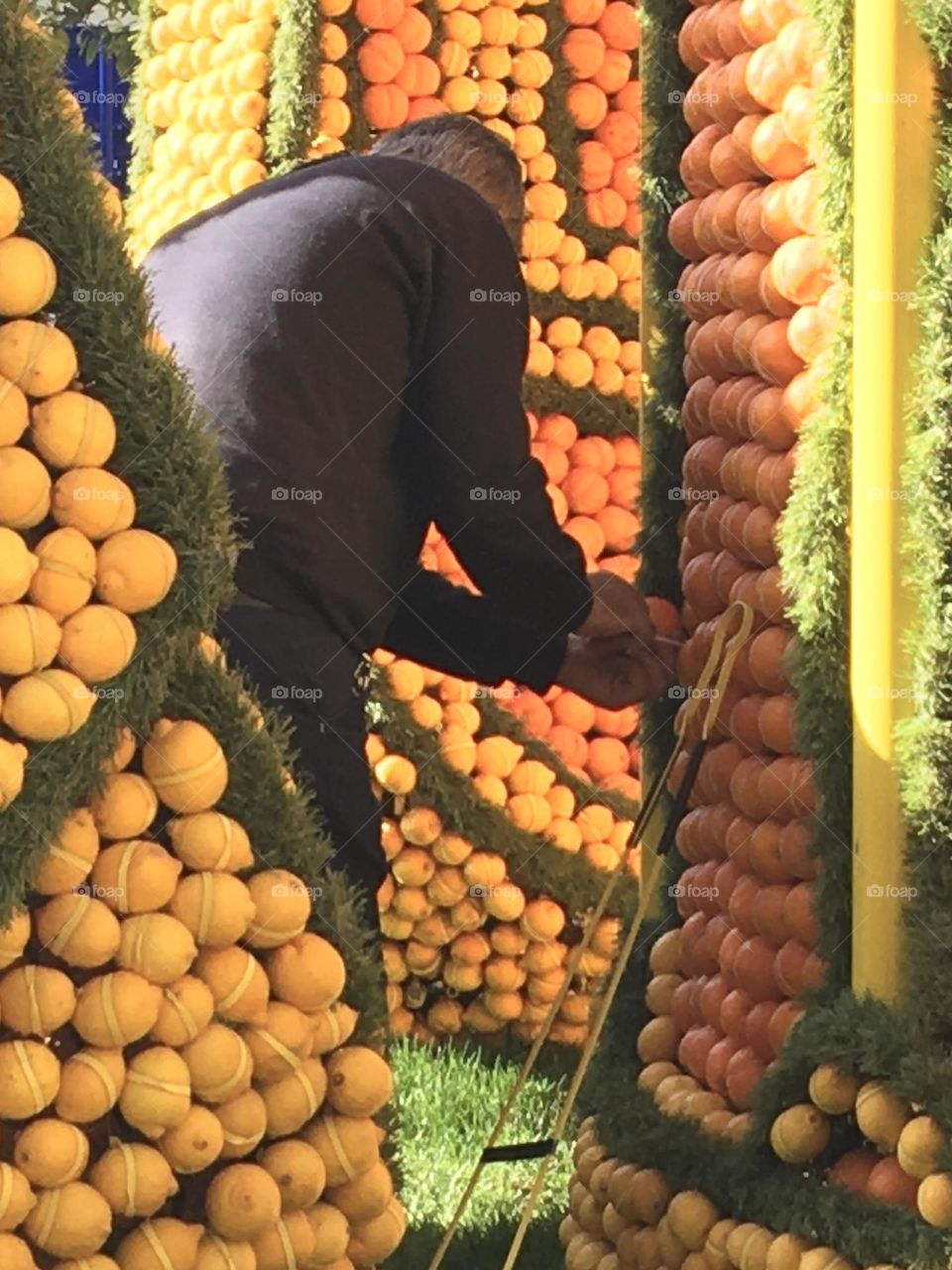 Keeping quality of thousands of lemons and oranges for Menton festival