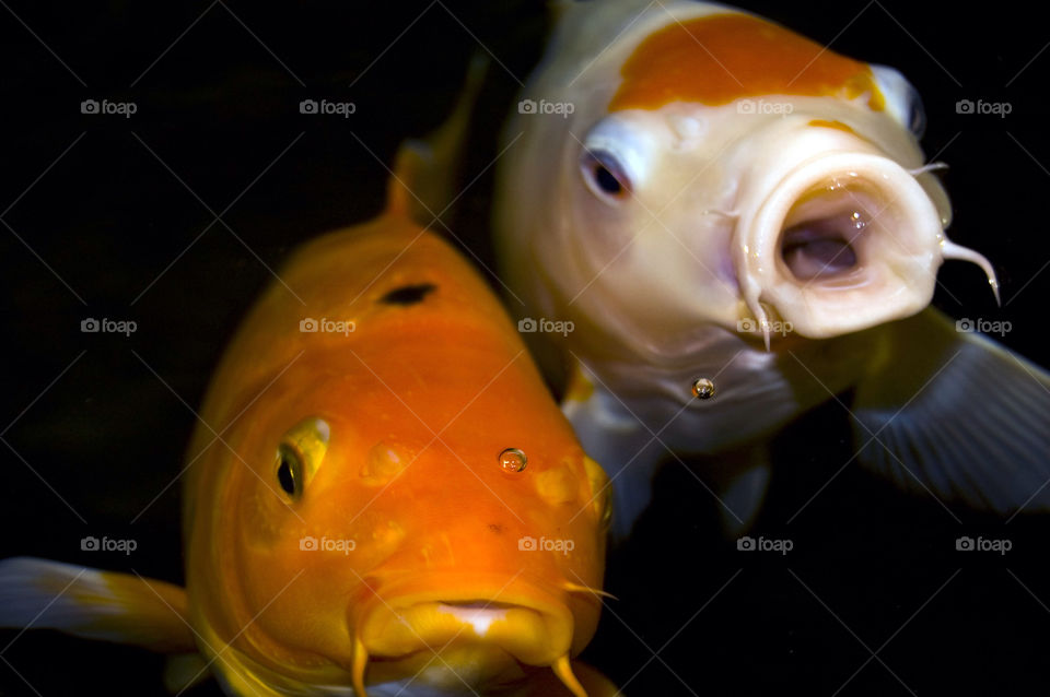 fish bubbles koi carp by sklarian