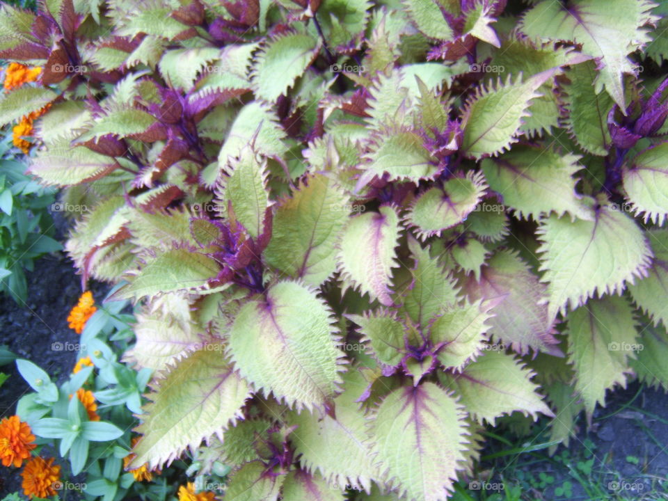 Nature, Flora, Leaf, Flower, Garden