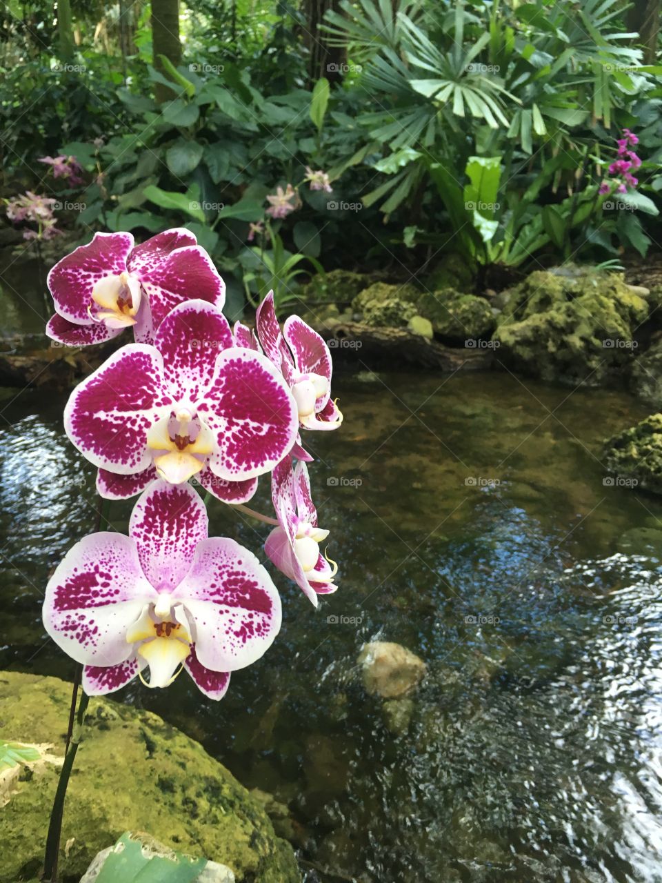 Red orchids with water element 
