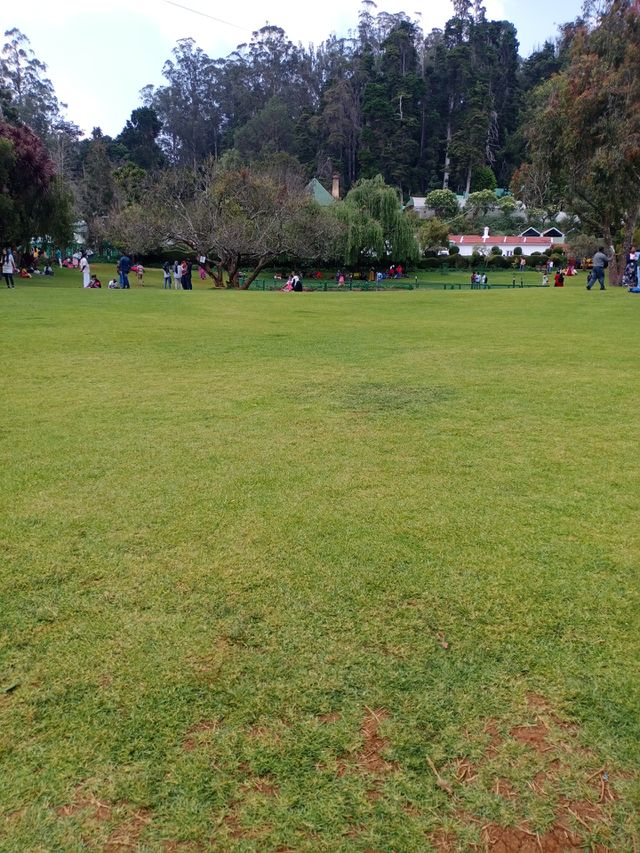 grass