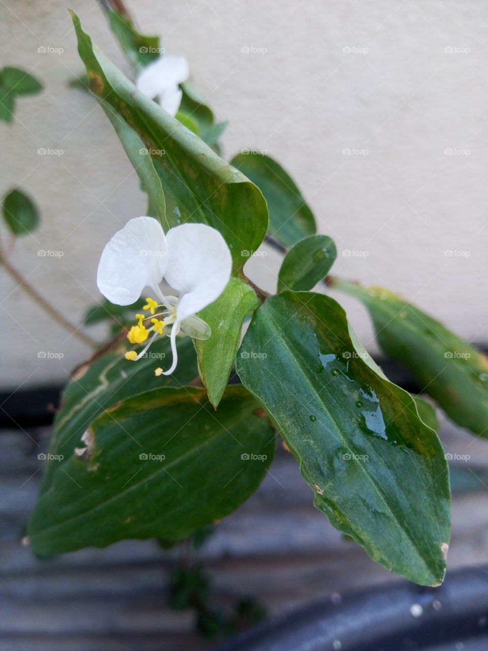 No Person, Flower, Leaf, Nature, Flora