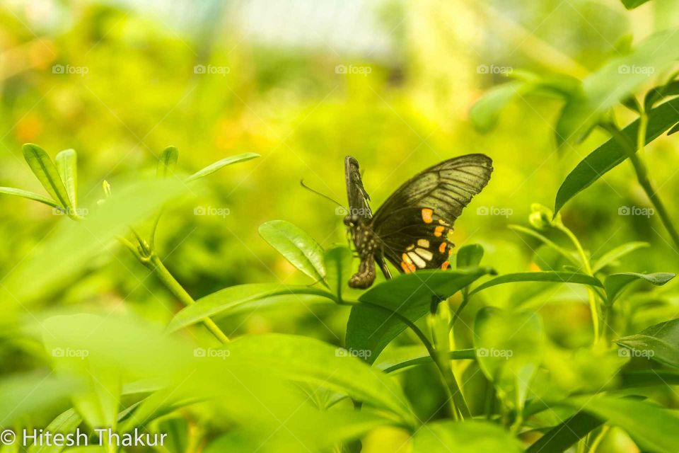 beautiful butterfly on the plants. opening its wings. a symbol of freedom and love