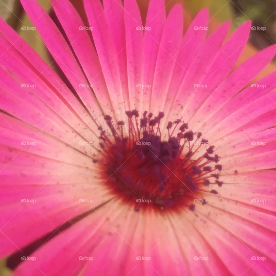 beautiful and freshly opened.