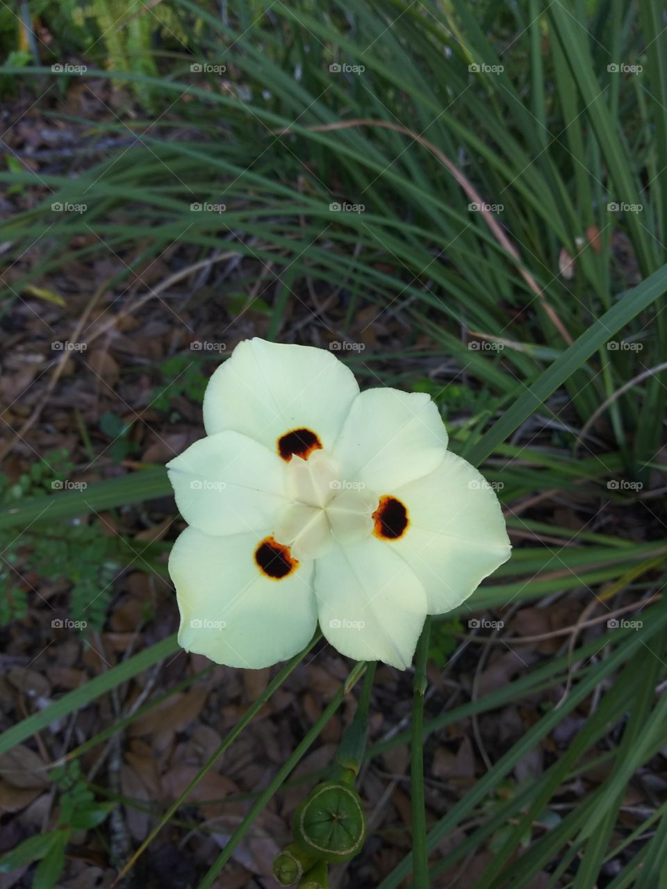 Beautiful Flower