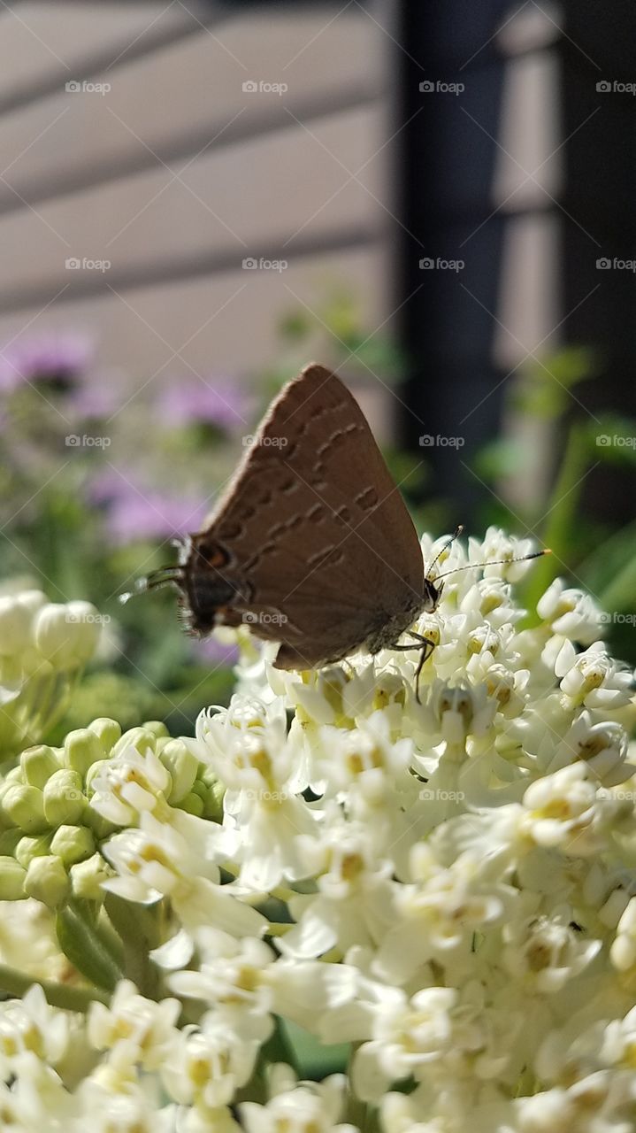 butterfly on flower