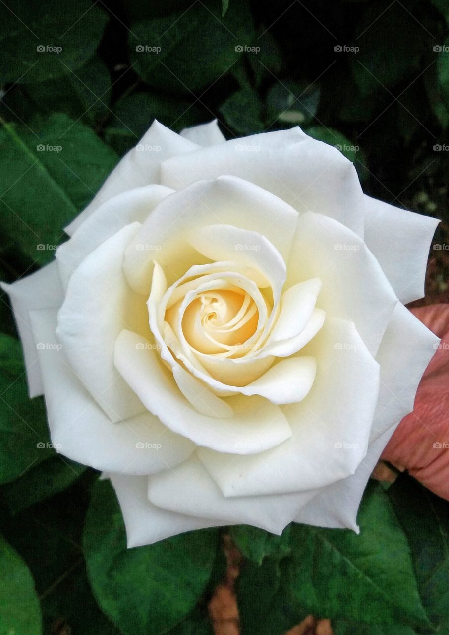 A pretty white rose