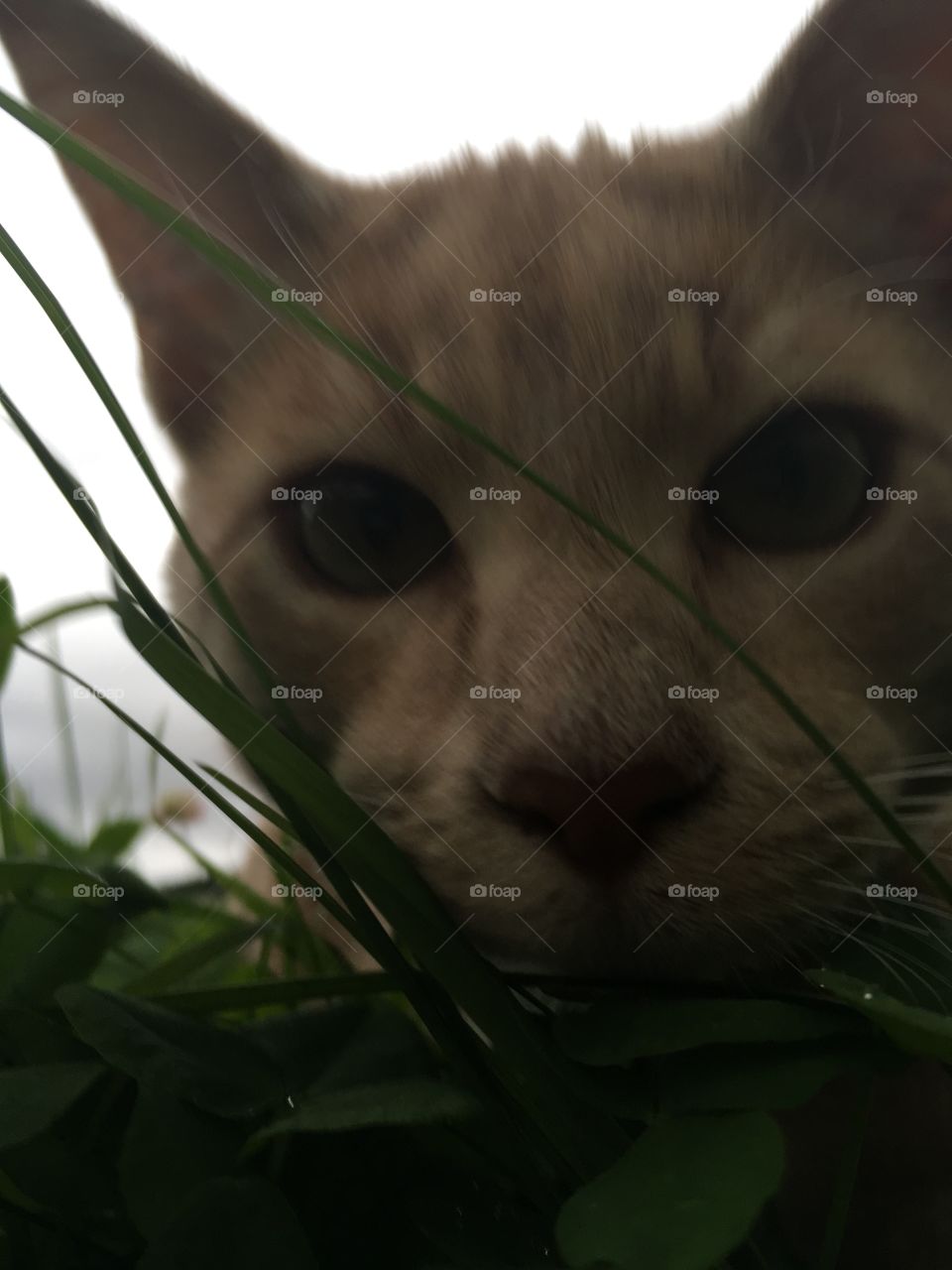 Curious cat 