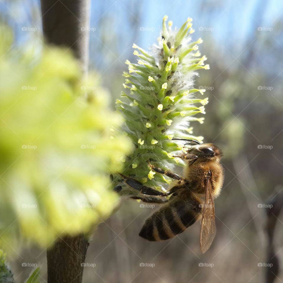 Bee in the spring