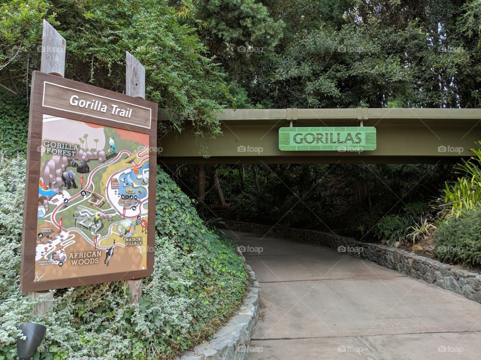 Gorilla trail